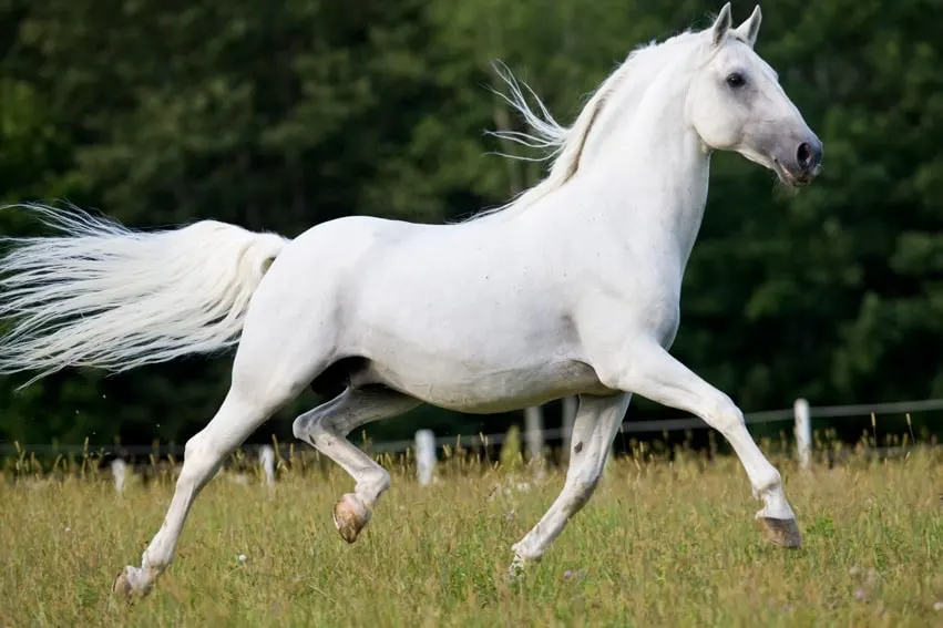 Lipizzan Horse Breed Information and Facts