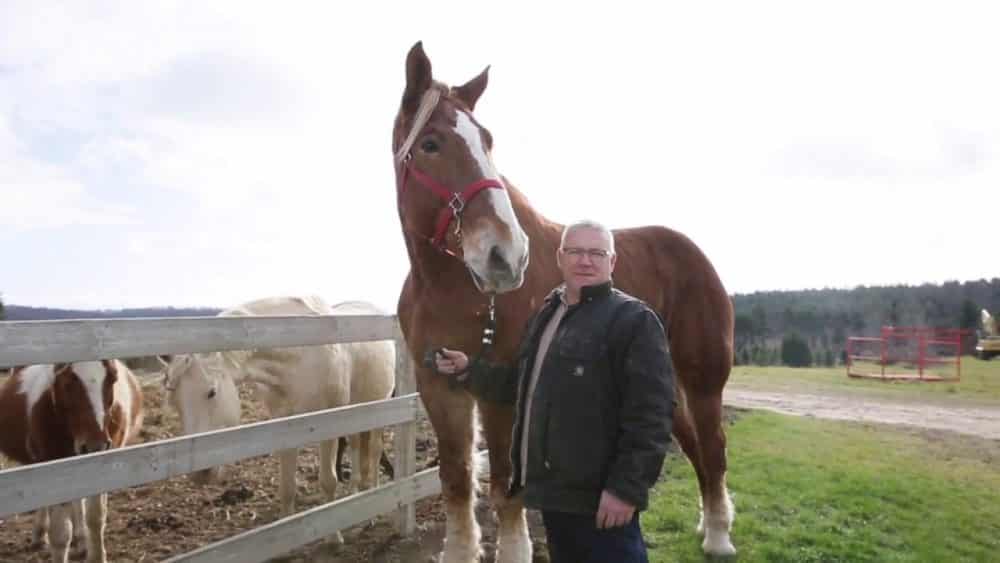 The World's Tallest Horse Stands At 6 Foot 9 - Meet Big Jake, the 11-year-old Belgian