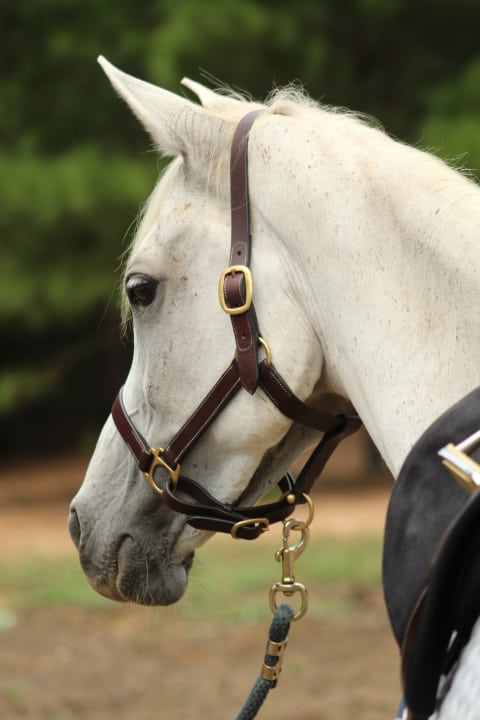 Arabian Horse