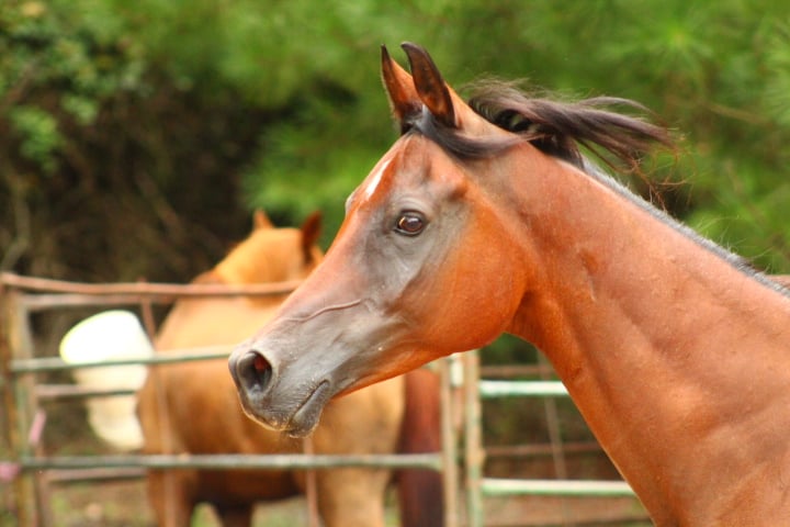 Bay Arabian gelding, Thee Barok - Arabian Horse