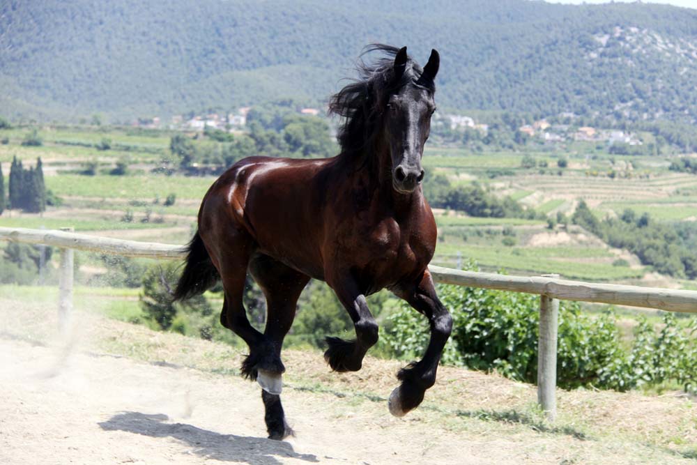 friesian-wild-horse-islands-wiki-fandom