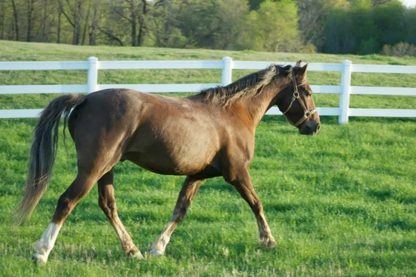 Morgan Horse Breed profile. colors, height, weight, history, temperament, facts, and more.