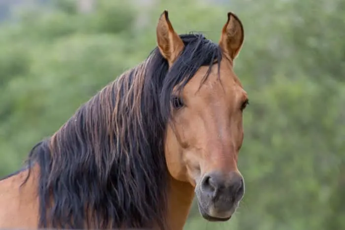 Wish Come True: 6-year-old Spends Time With Famous Wild Horse, Spirit ...