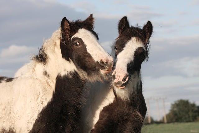 Two Gypsy Vanner (also known as Gypsy Horse) colts