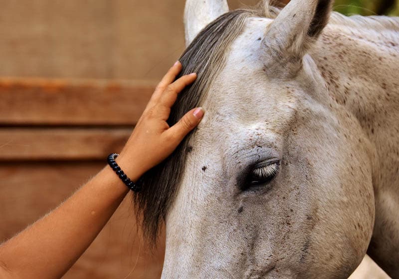 Horse Reiki guide and what is horse reiki how does it work