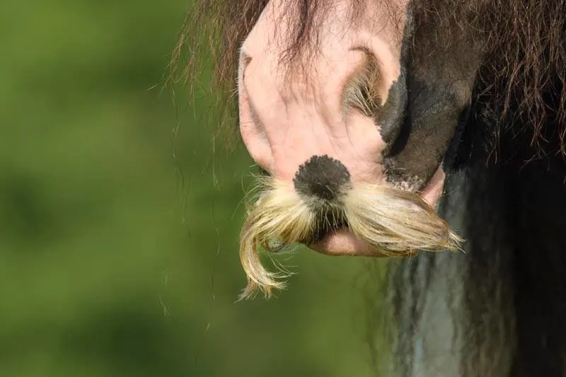 Horse Mustaches are real and common in the Gypsy Vanner