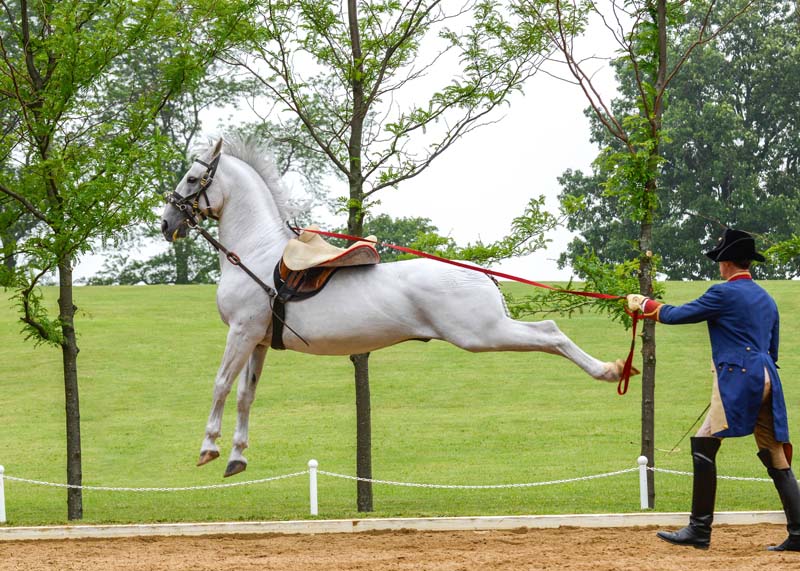 A Lipizzan performing a capriole.