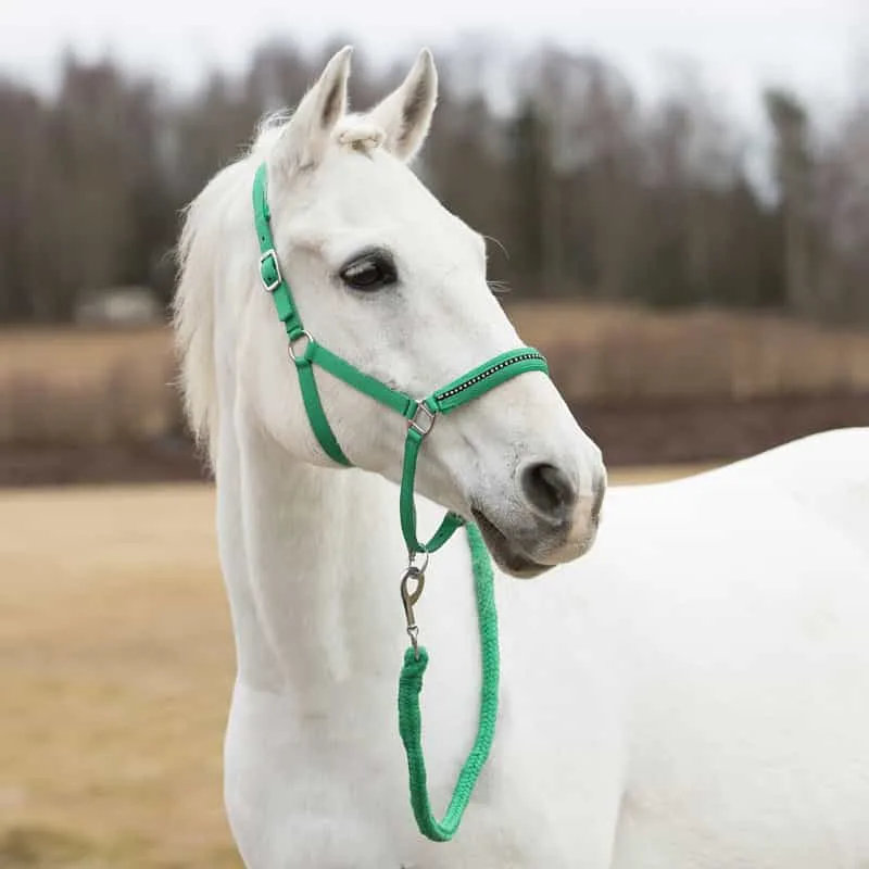 Anatomy Of A Horse Halter