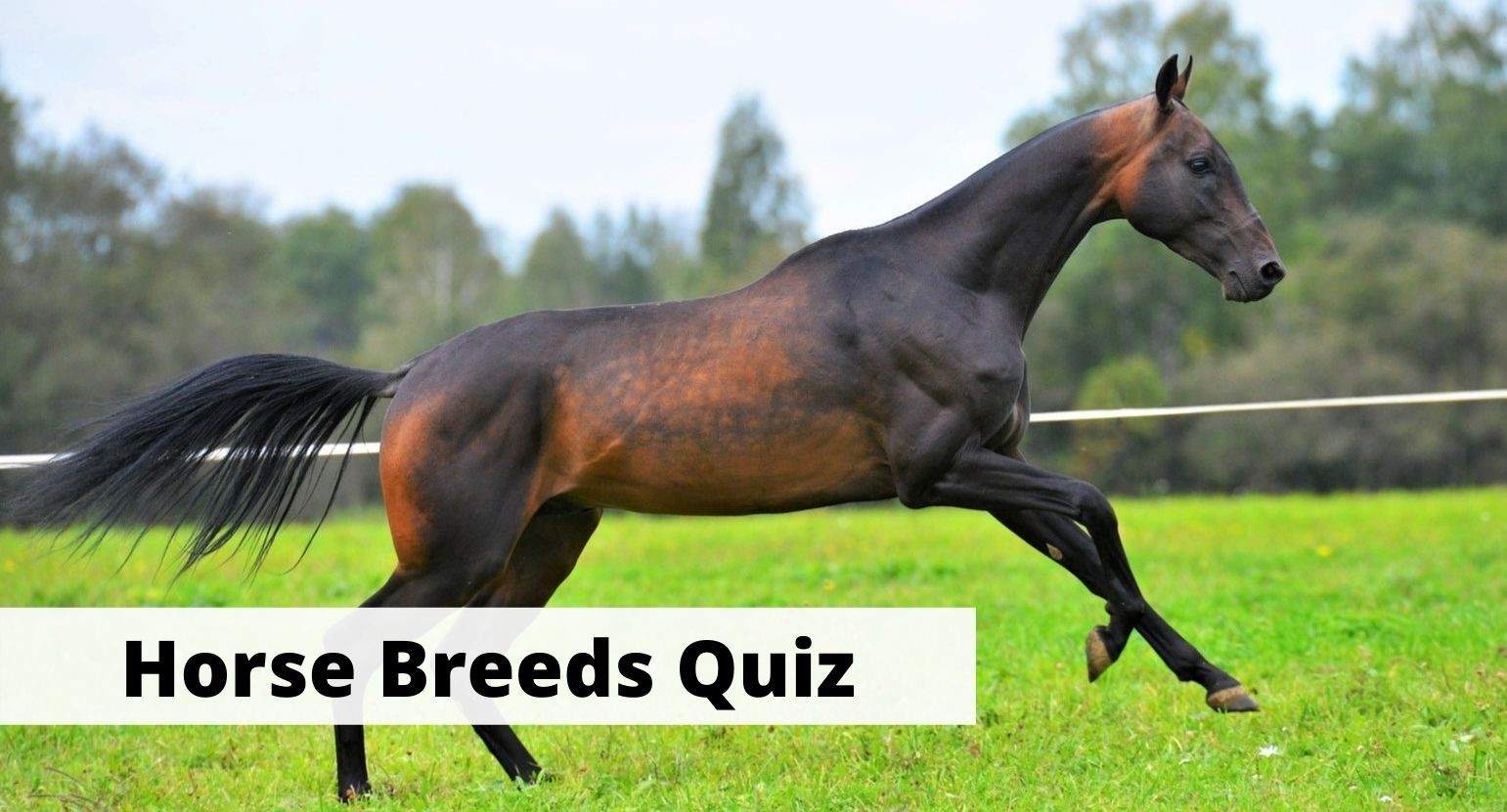Horse Breeds Quiz: 20 Trivia Questions With Answers