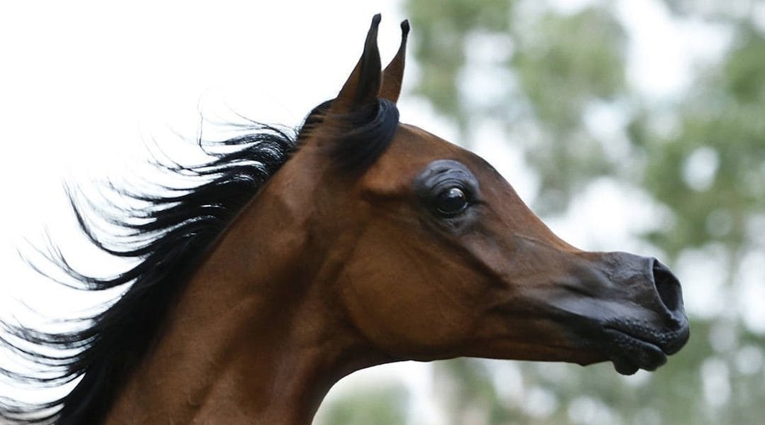 El Rey Magnum, a dish faced Arabian horse