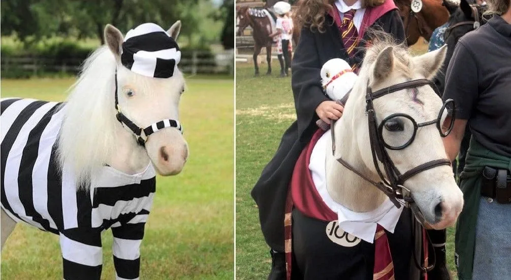 Best horse costume ideas (Halloween, Christmas and fancy dress)
