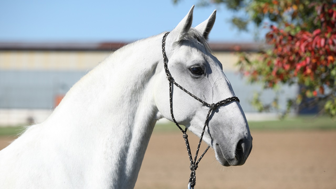 Close up of a Lipizzaner horse breed neck and head