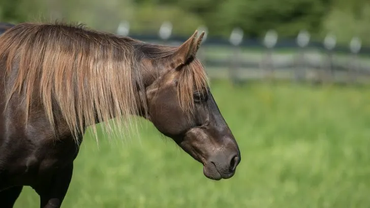 Close up of a chocolate flaxen colored Rocky Mountain Horse breed