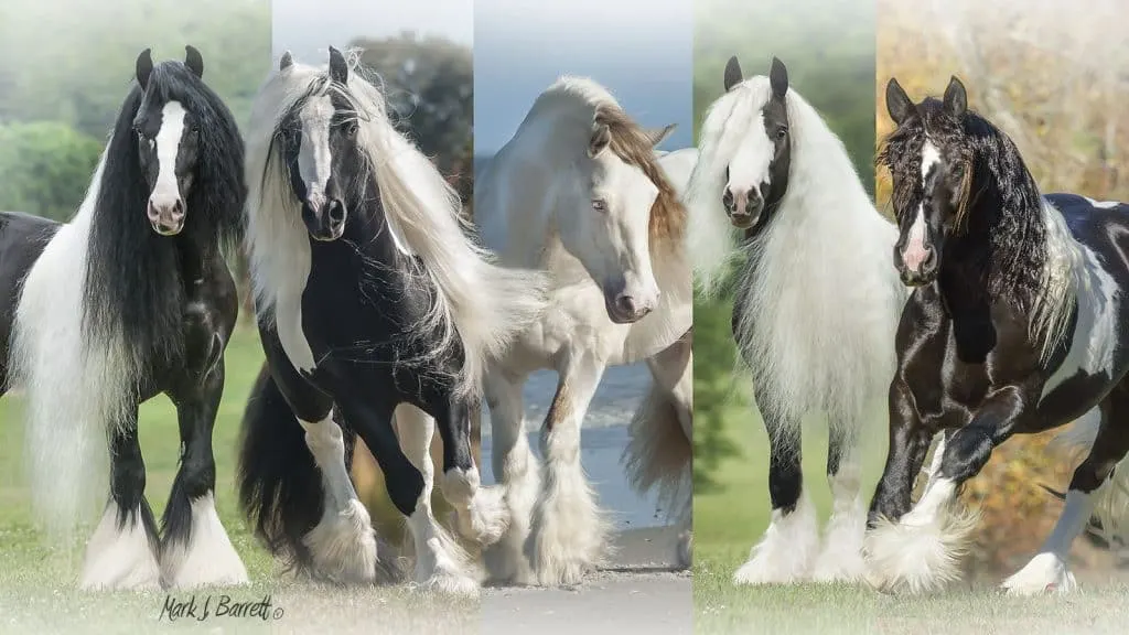 gypsy-vanner-horse-breed-profile-history-traits-facts-stats-faqs