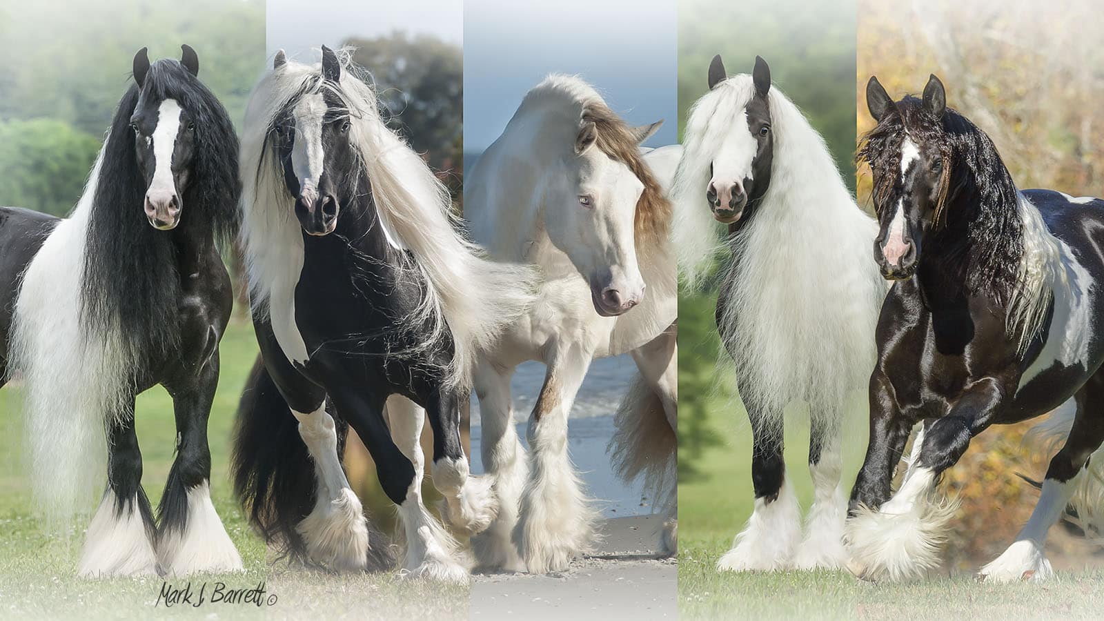 Discover the Magical Gypsy Vanner Horse Breed (Videos, FAQs & Facts)