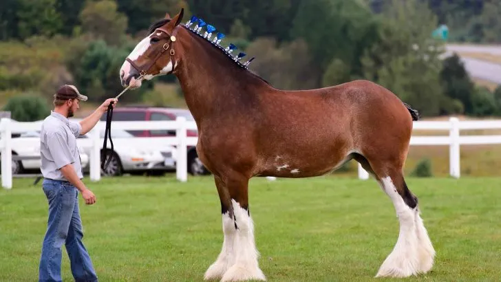 Man holding a beautiful Clydesdale horse at a country horse show