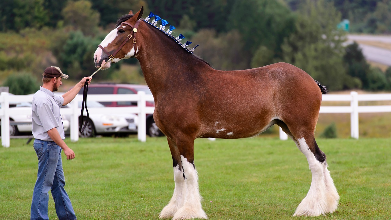 Man holding a beautiful Clydesdale horse at a country horse show