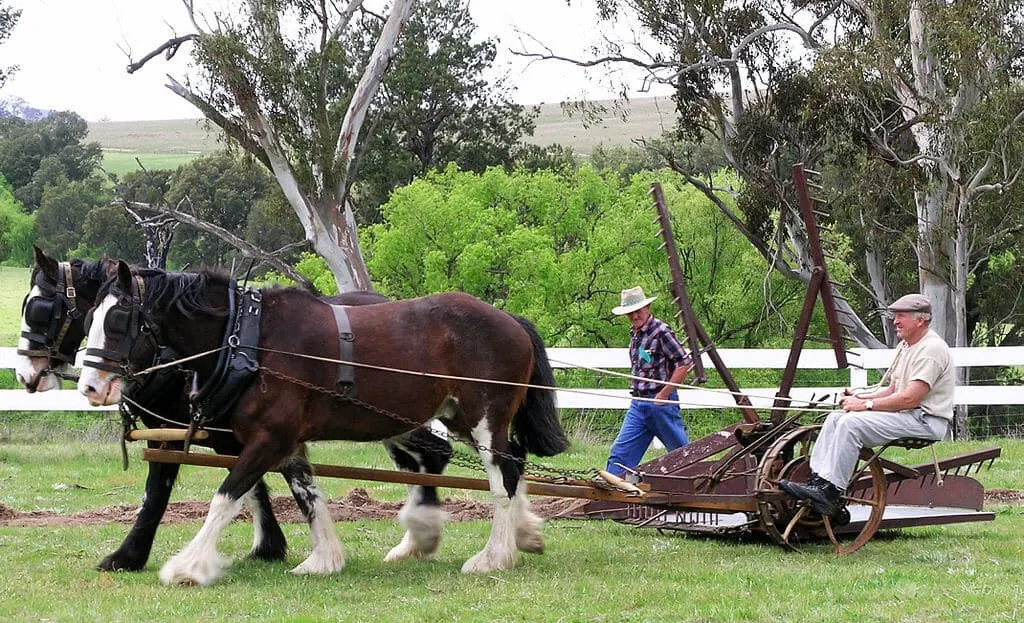 Australian Draught Horse tallest horse in the world
