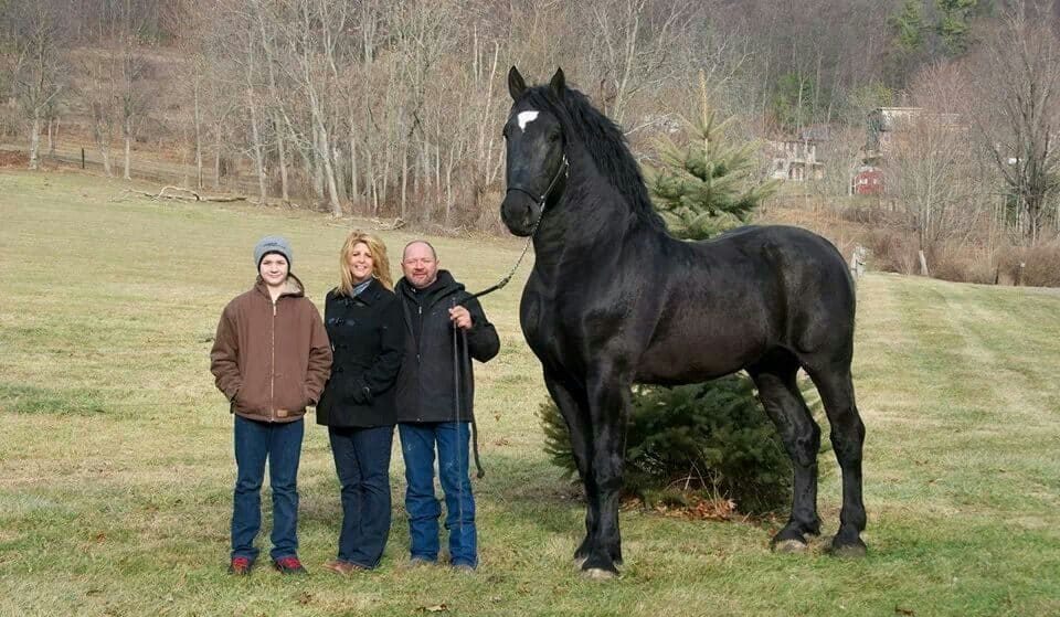 Biggest horse breed, a Percheron stallion called Moose.