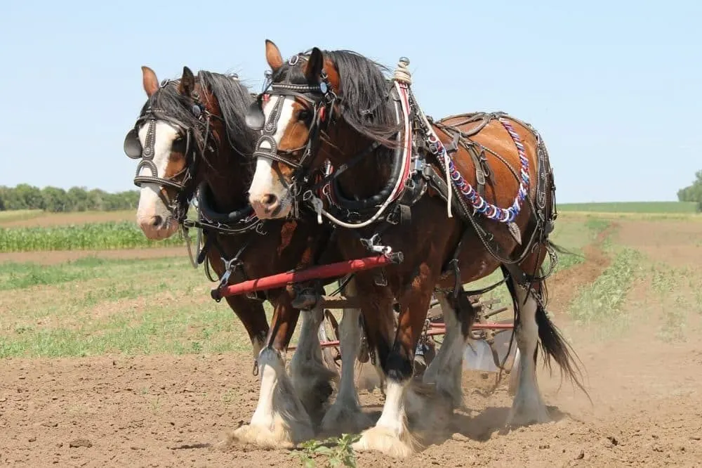 Where Did The Clydesdale Horses Originate From