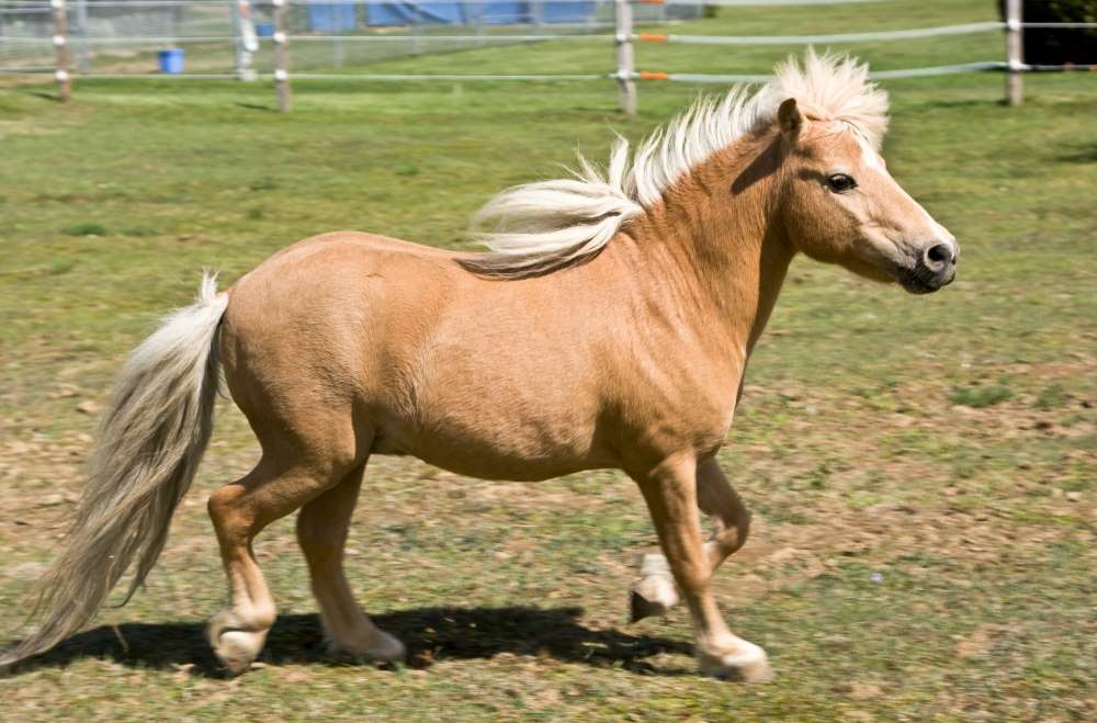 Miniature horse and pony difference