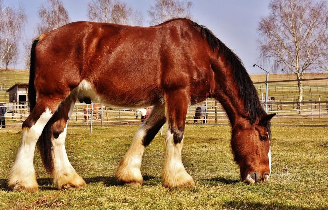 7-biggest-horses-and-horse-breeds-in-the-world-horsey-hooves