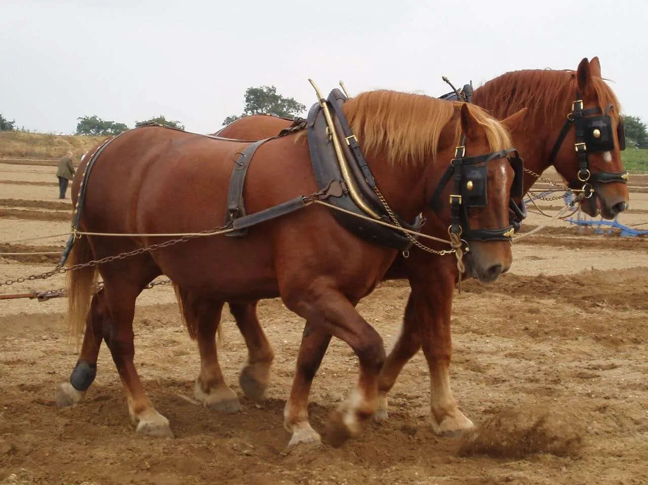 Suffolk Punch tall horse breed