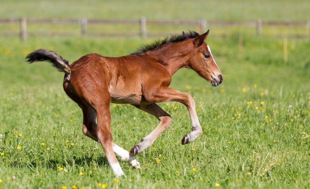 Miniature Horse Height Chart