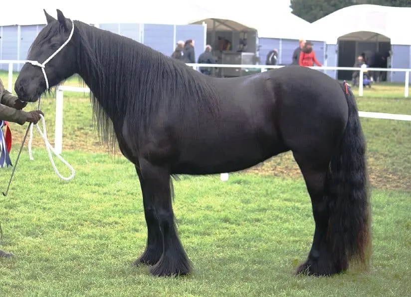 Champion Dales Pony rare breed from England
