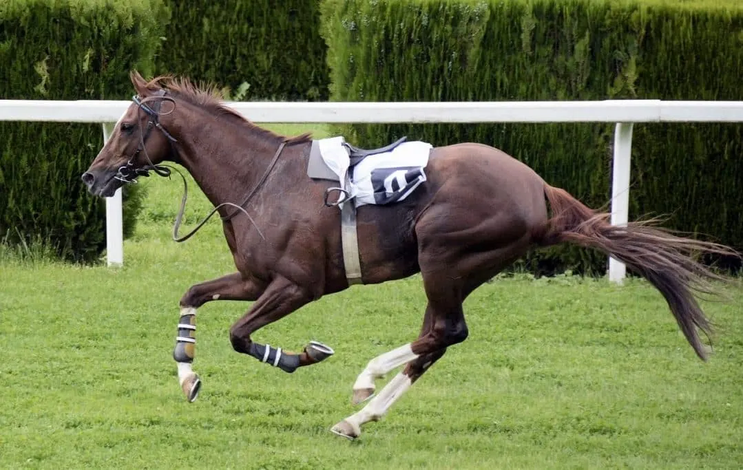 Fastest horse breed the thoroughbred