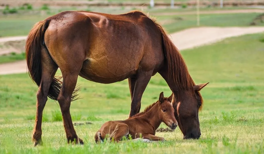 Horse life expectancy mare and foal. How long do horses live for?