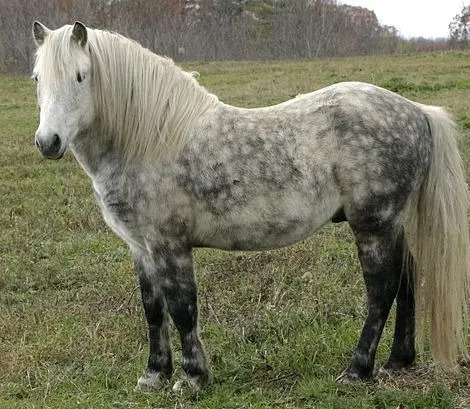 Poney Terre-Neuve rare debout dans un champ