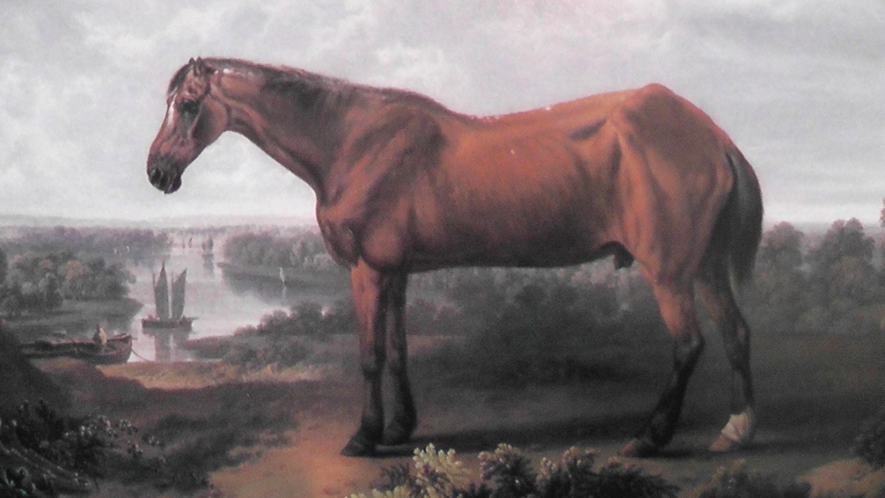 8 Oldest Horses in History that Lived to be Very Old