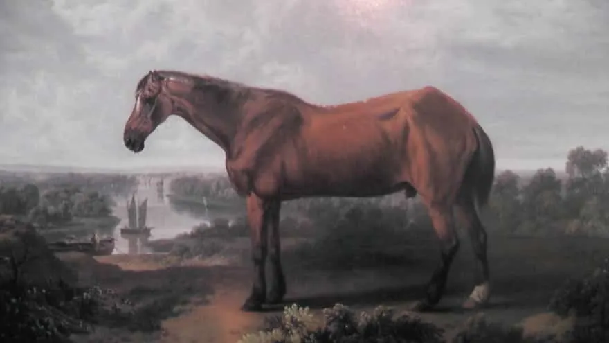 8 Oldest Horses in History that Lived to be Very Old