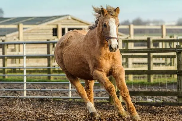 8 Oldest Horses In History That Lived To Be Very Old Horsey Hooves