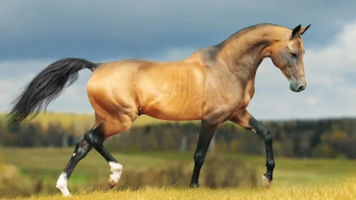 10 Rarest Horse Breeds In The World - Horsey Hooves