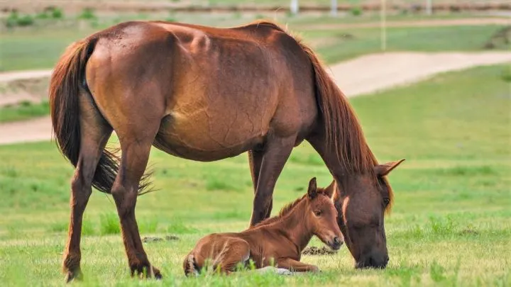 How much does a horse weigh