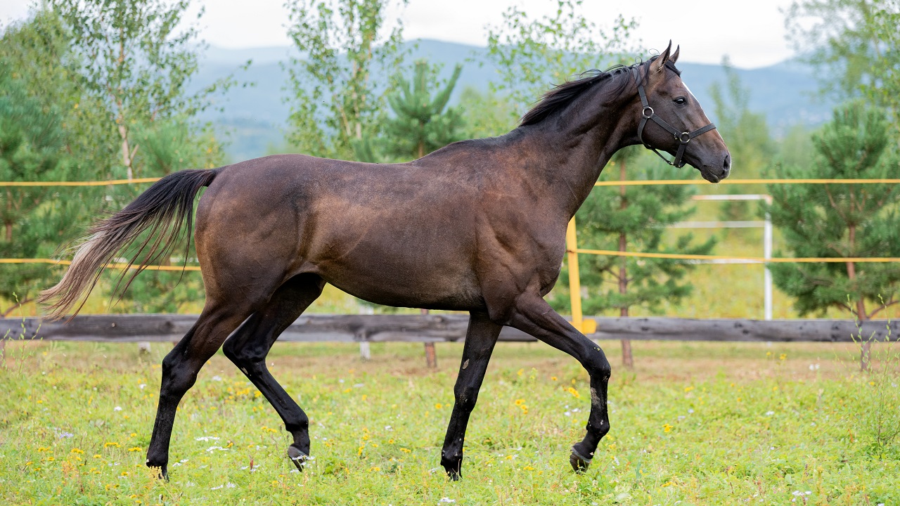 Thoroughbred, the fastest horse breed in the world trotting in a field