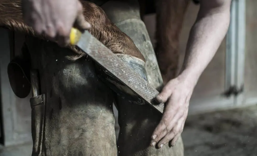 Farrier shoeing a horse's hoof