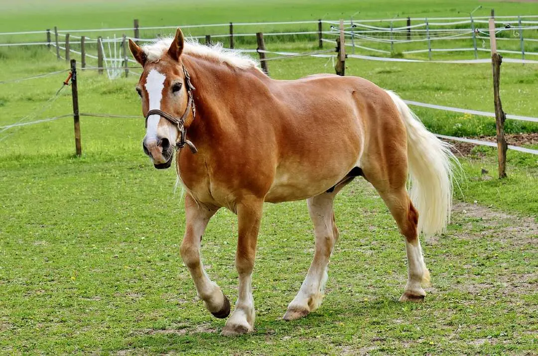 A Guide to the Haflinger Horse Breed with 6 Fun Facts
