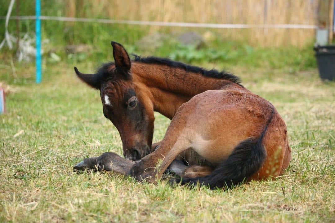 Horse sleeping lying down