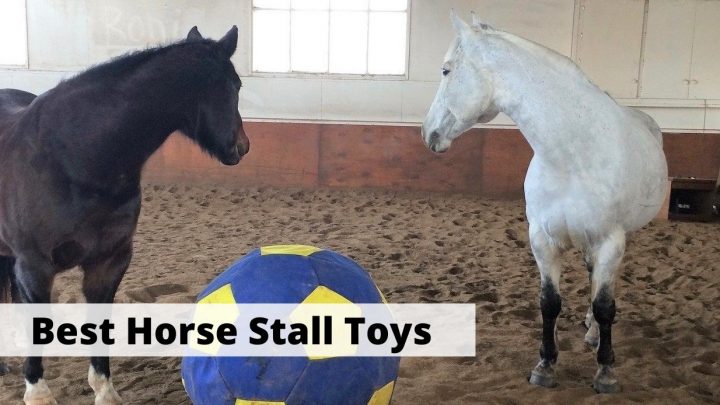 Best stall and boredom toys for horses