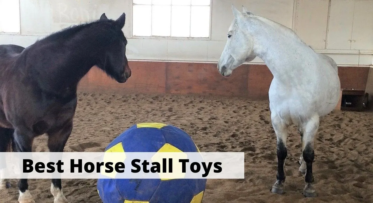 Best stall and boredom toys for horses