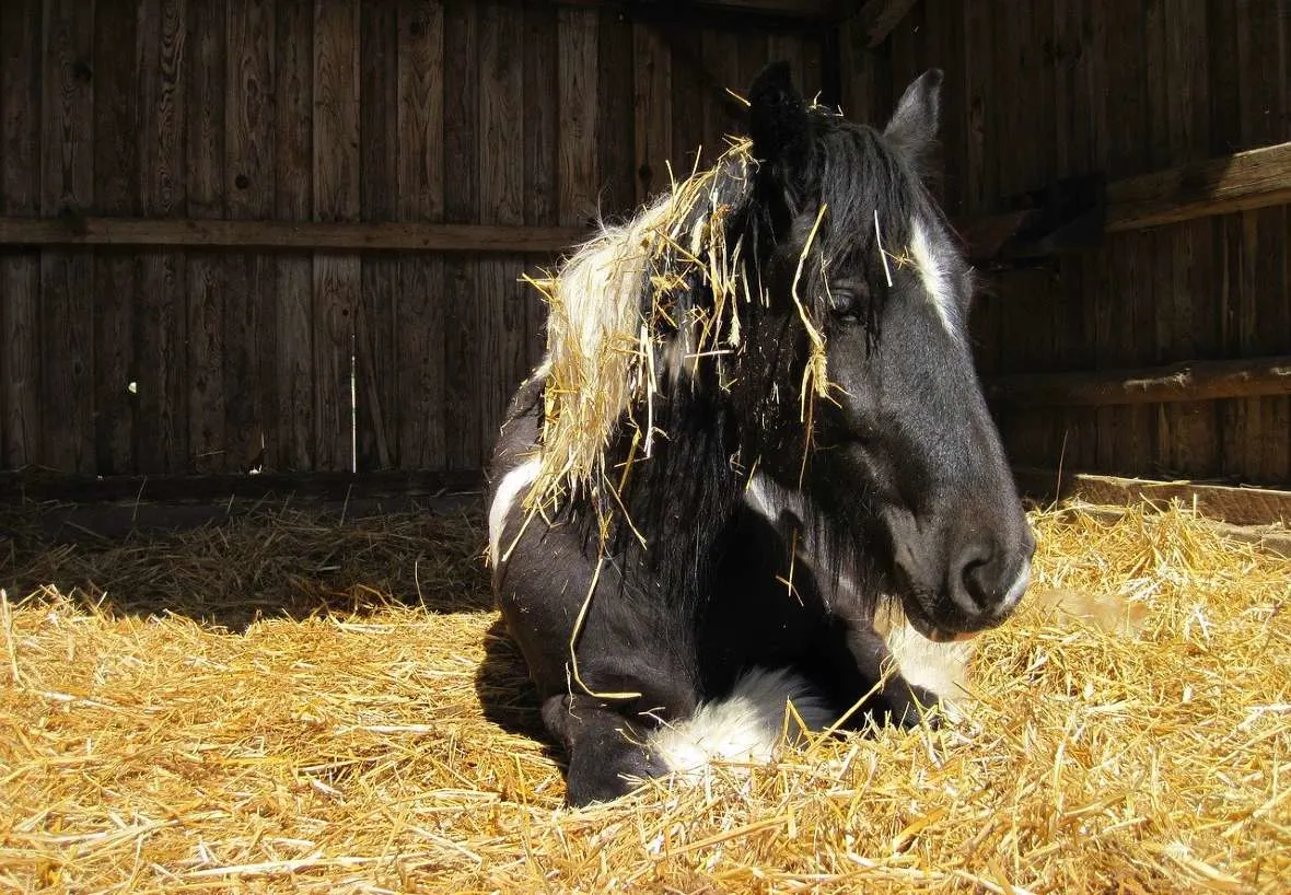 Best types of horse bedding and choosing which one is best for your horse