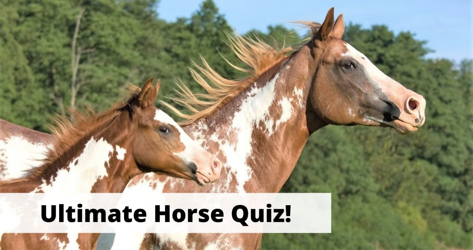 Horse Quiz 20 General Knowledge Trivia Questions About Horses
