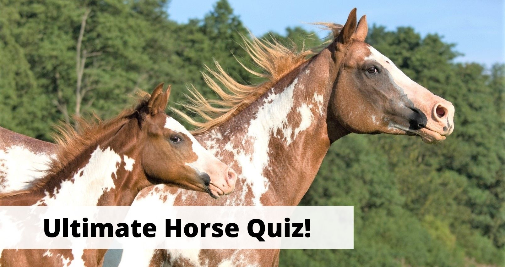 Horse Quiz: 20 General Knowledge Trivia Questions About Horses