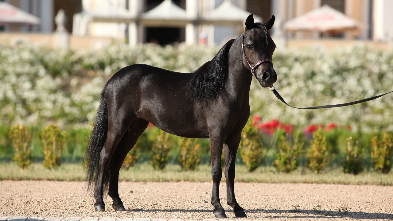 Miniature Horse vs Pony: Key Differences and How to Tell Them Apart