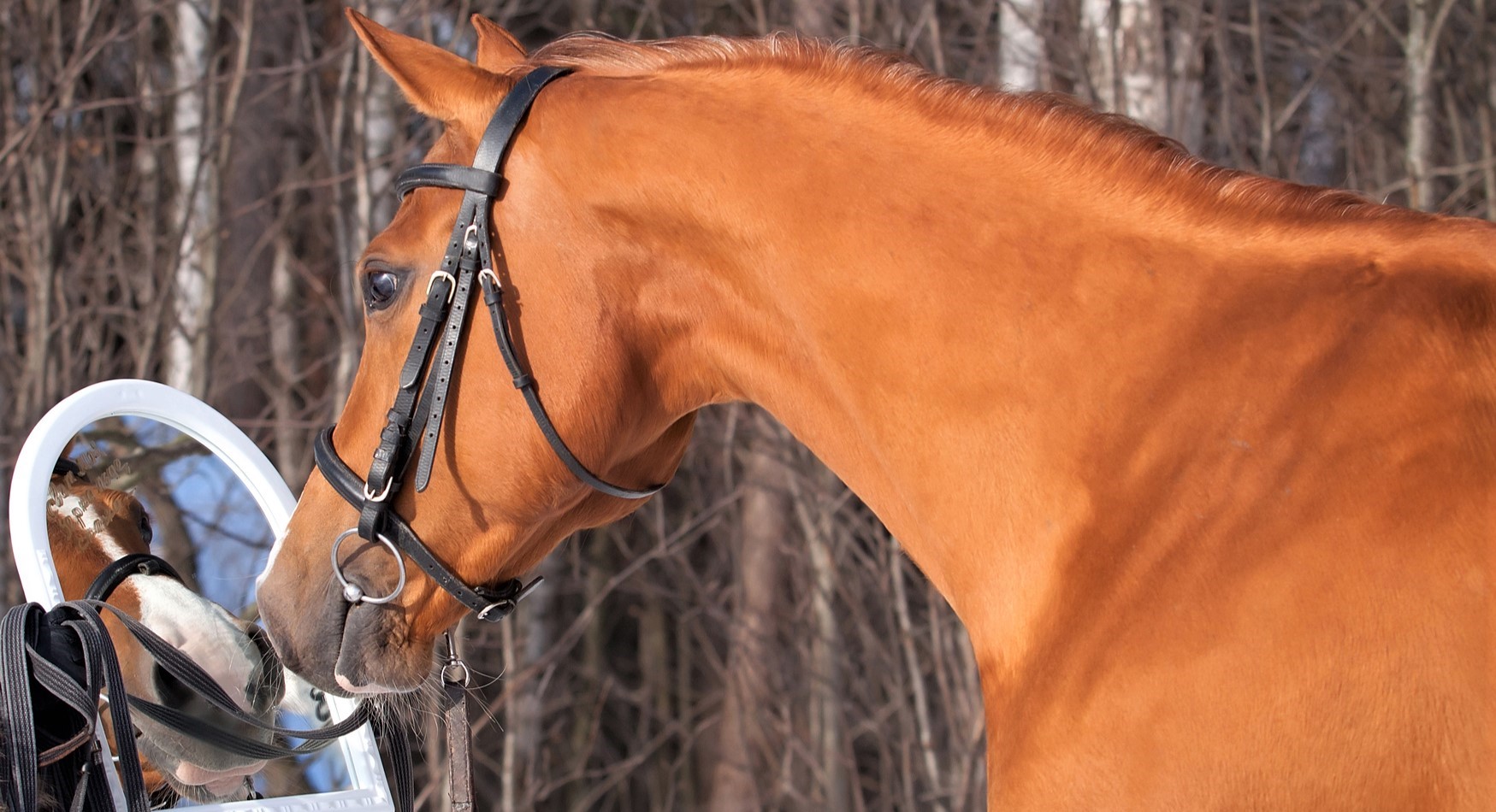 How Smart are Horses? Horse Intelligence Facts, Comparisons & Studies