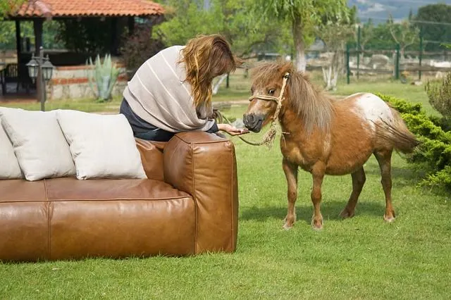 Pony being taught complex tricks by her owner