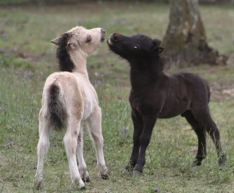 What's the Difference Between a Miniature Horse and a Pony?